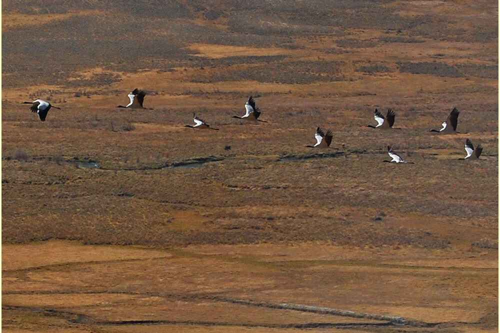 Best Bhutan Travel & Tour Packages 21 13 Days Gantey Cultural Trek