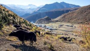 Jigme Dorji National Park